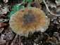 Óriás selyemgomba (Amanita ceciliae), Budai-hegység